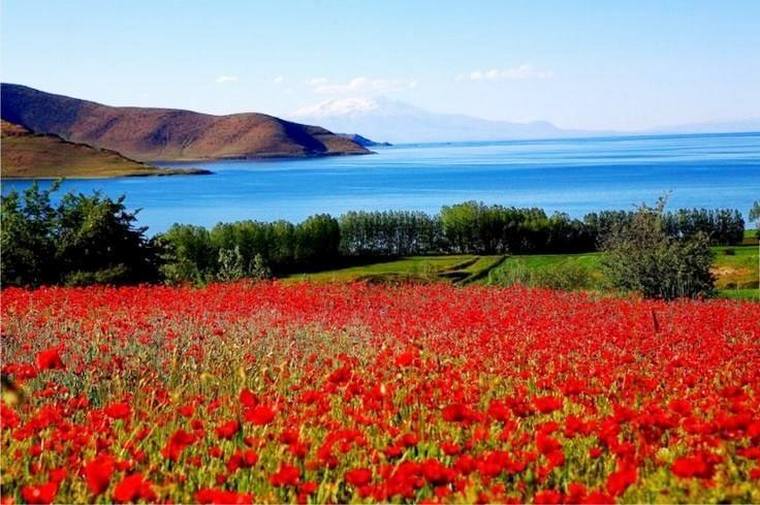 А это цветы на берегу Ванского озера, на горизонте горы Сипан